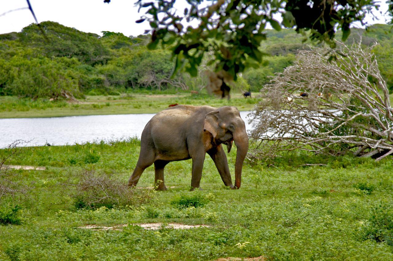 The Yala Adventure Hotel Tissamaharama Exterior photo